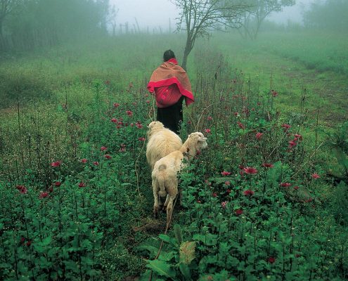 Herding sheep. Nabenchauk, 1991.